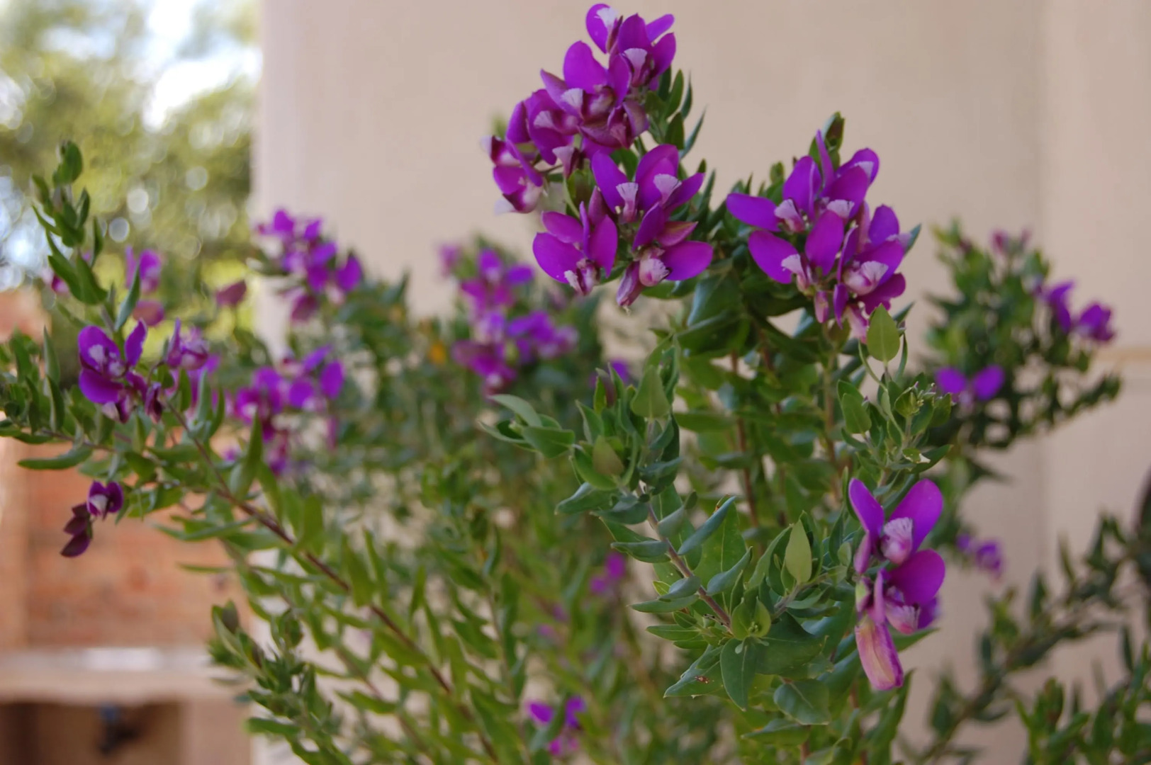 Complejo Samana Huasi