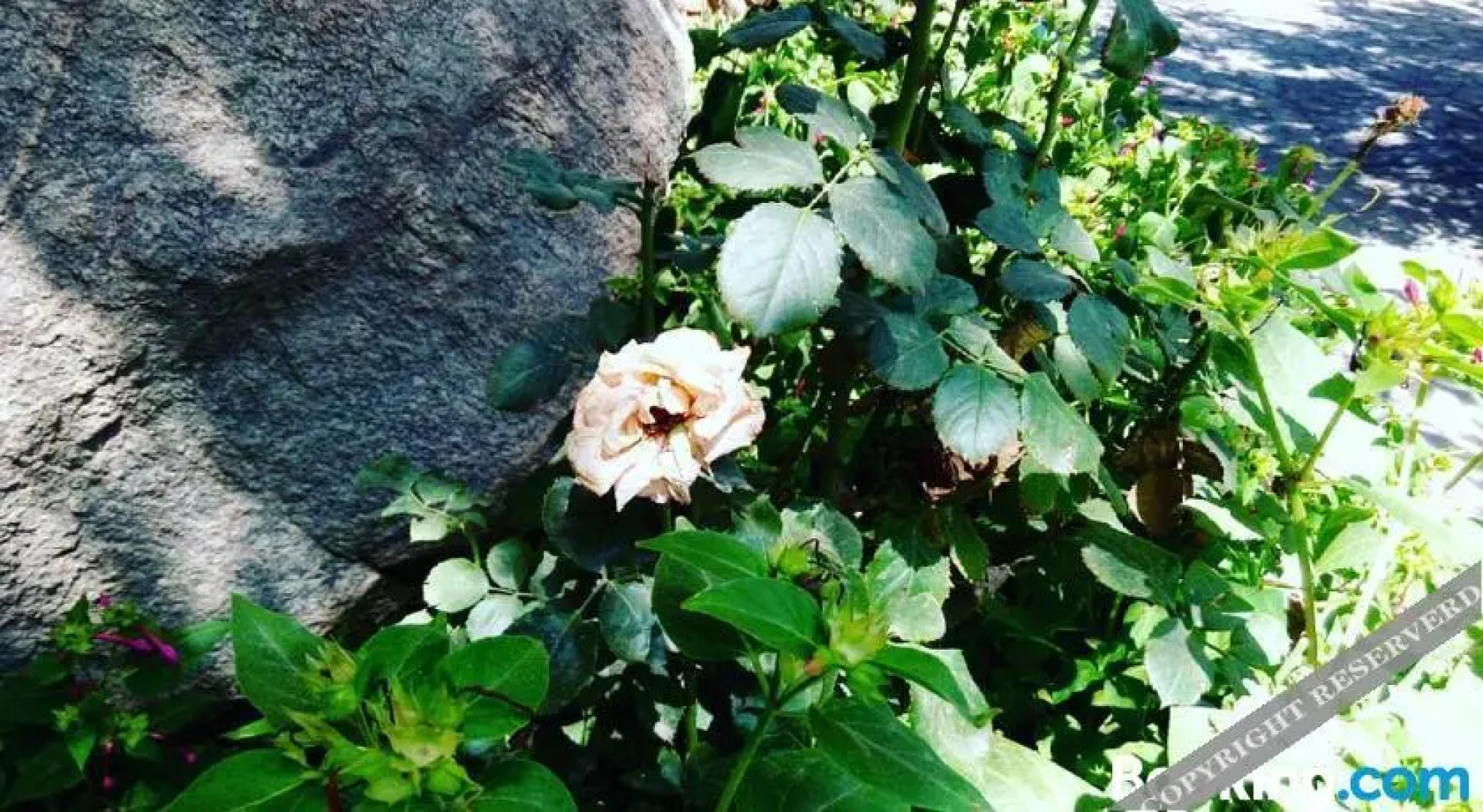 Sadeem Village & Chalet