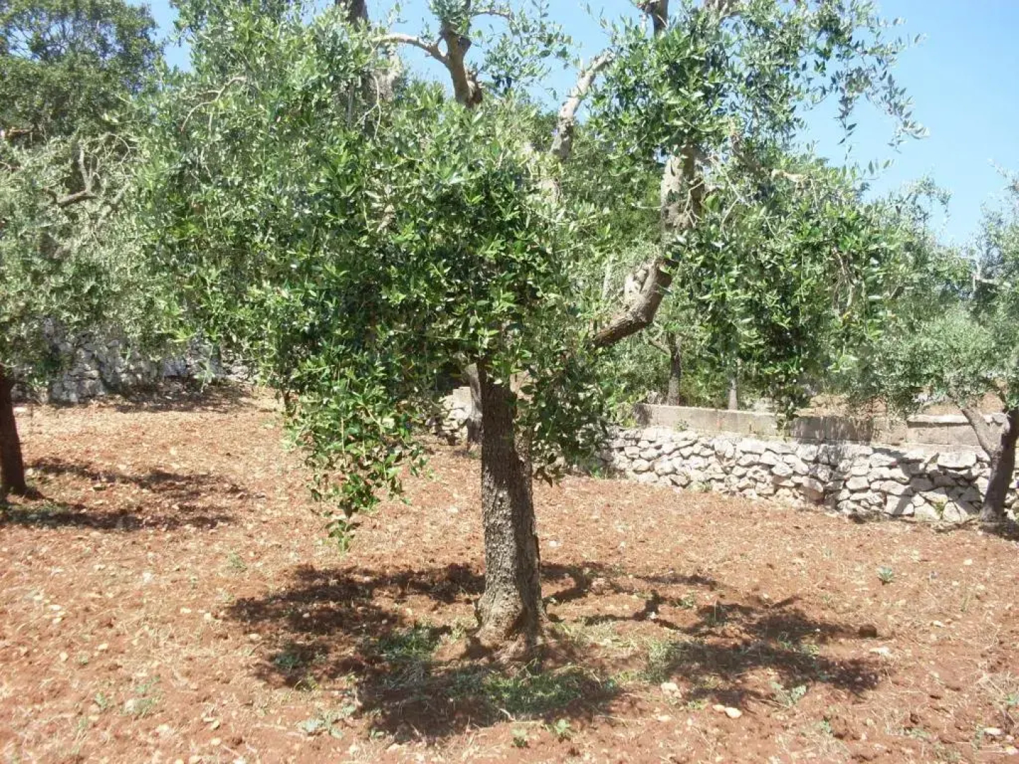 Villa Mafalda