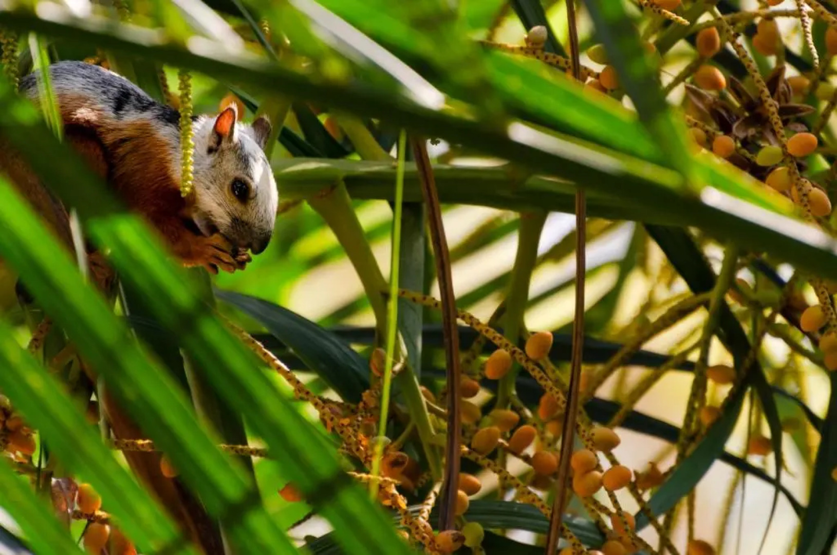 Tico Adventure Lodge