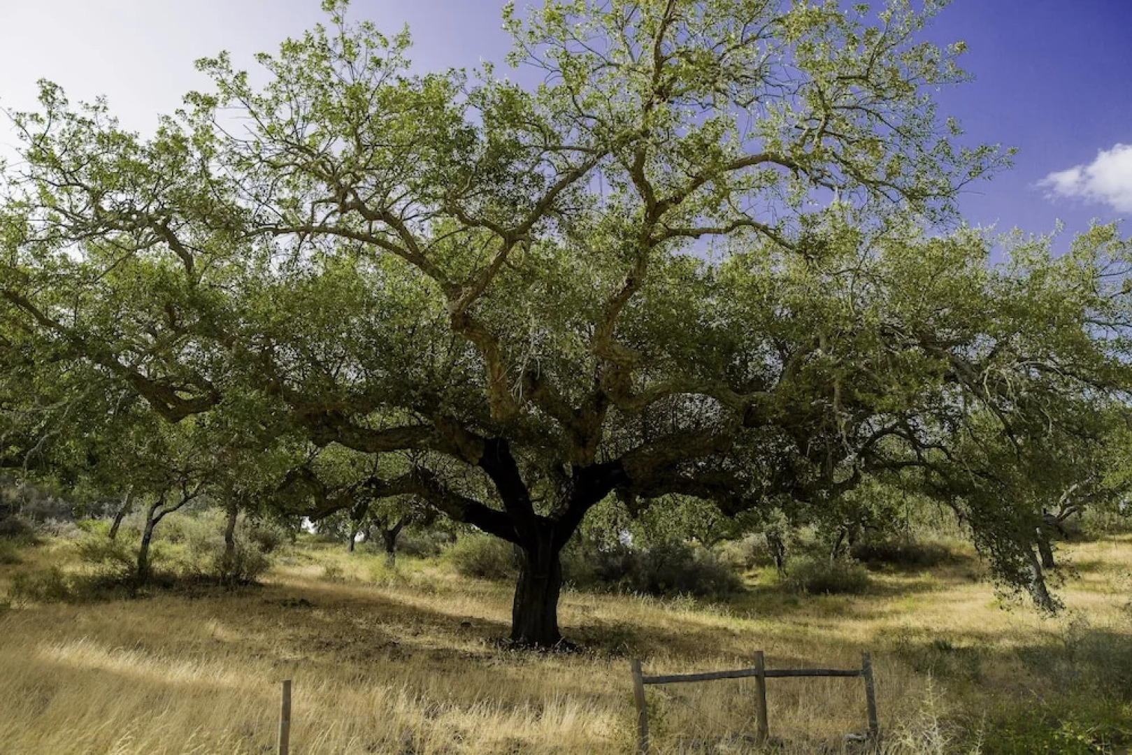 Herdade da Maroteira