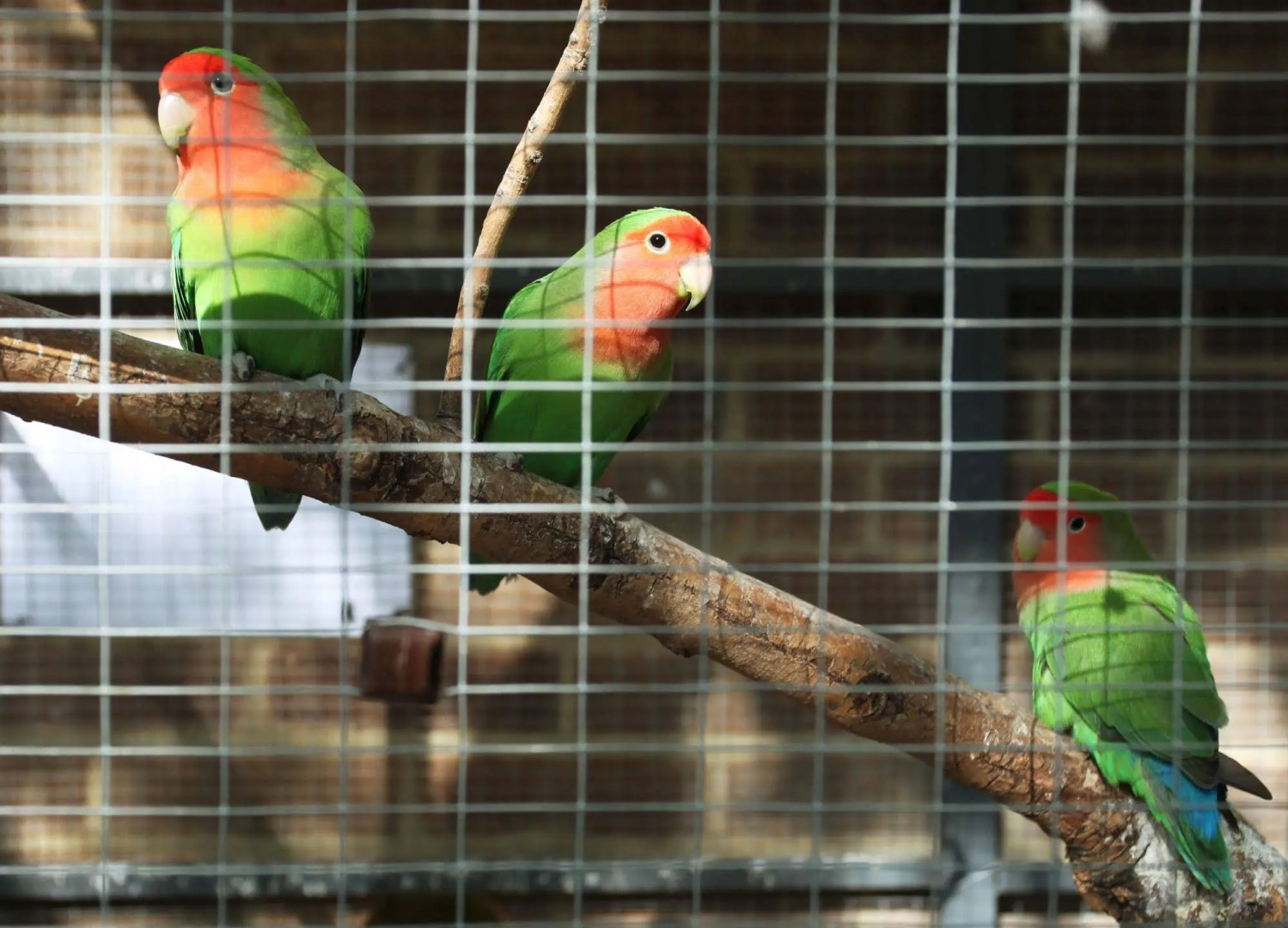 Palmers Lodge Hillspring At Willesden Green