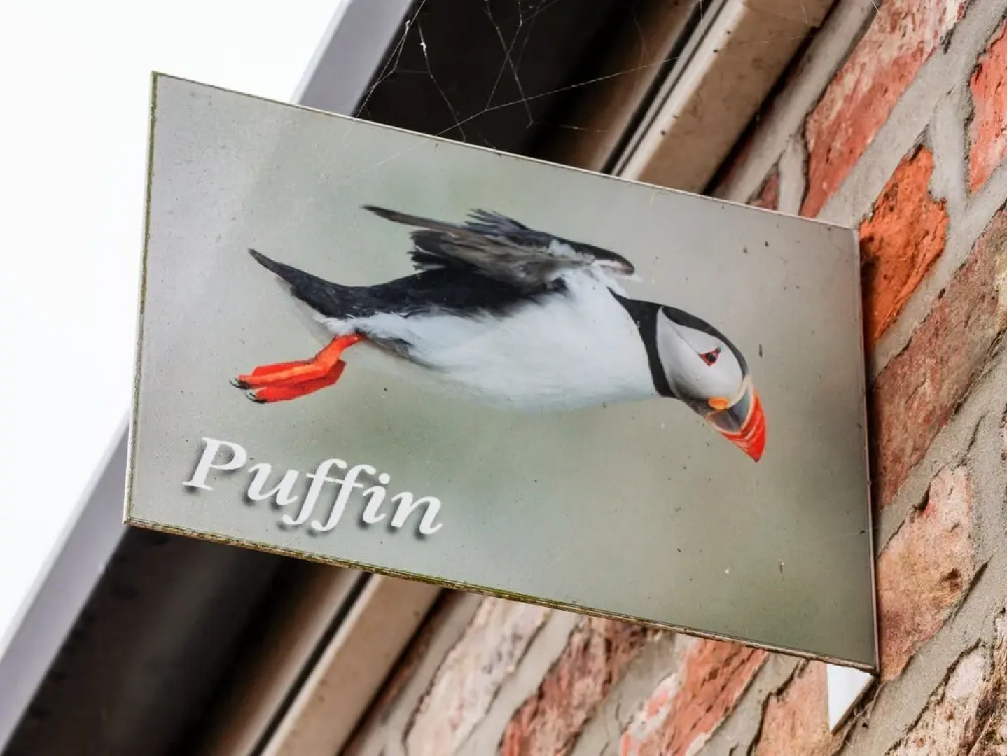 Puffin