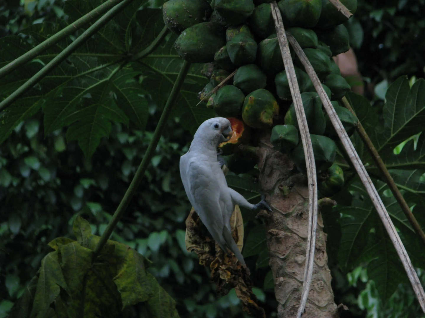 Siloso Beach Resort, Sentosa