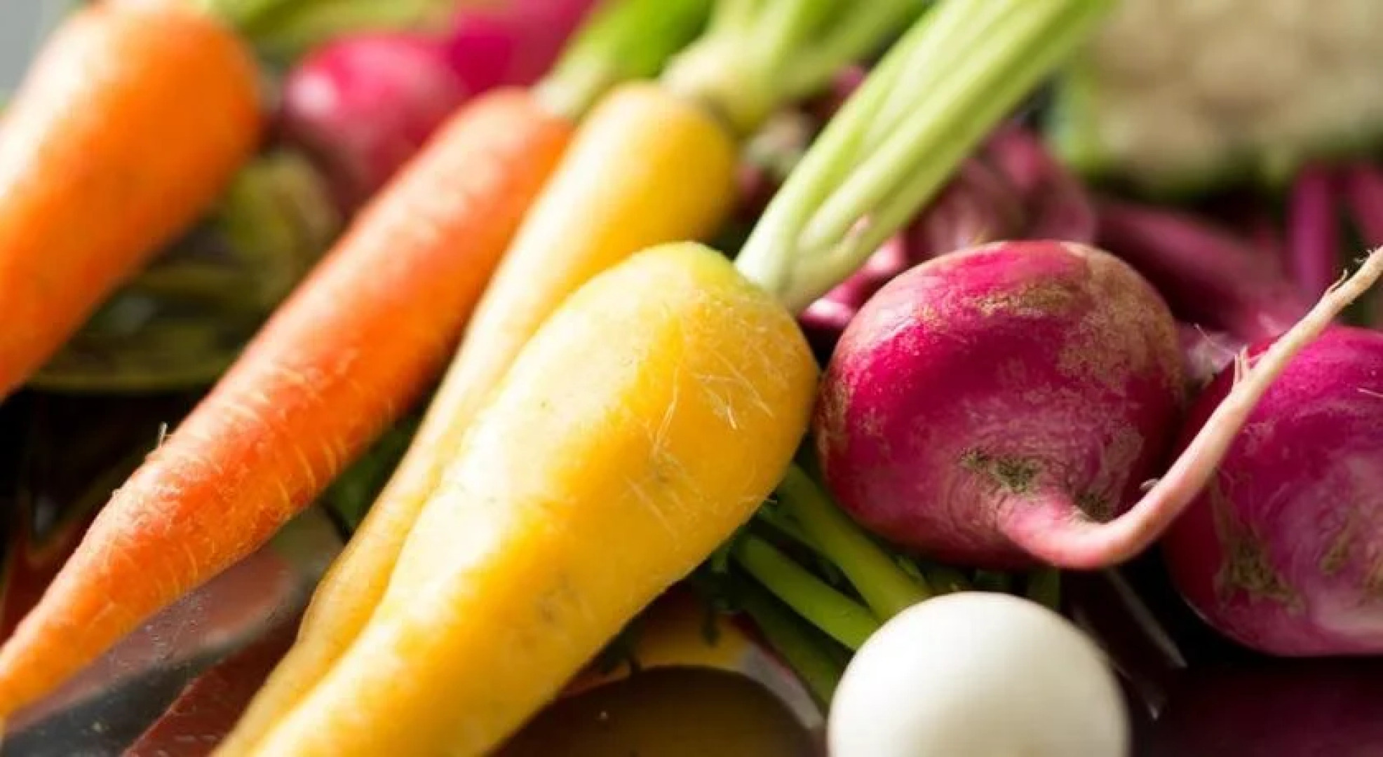 Caro Foresta Miurakaigan ARENA