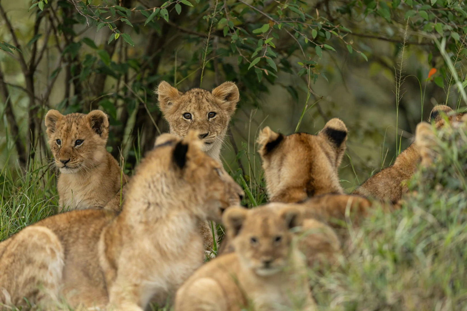The Ritz-Carlton, Masai Mara Safari Camp