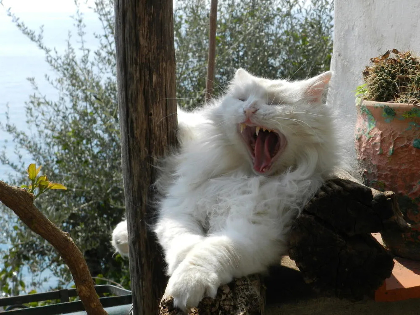 La Dolce Vita Residence