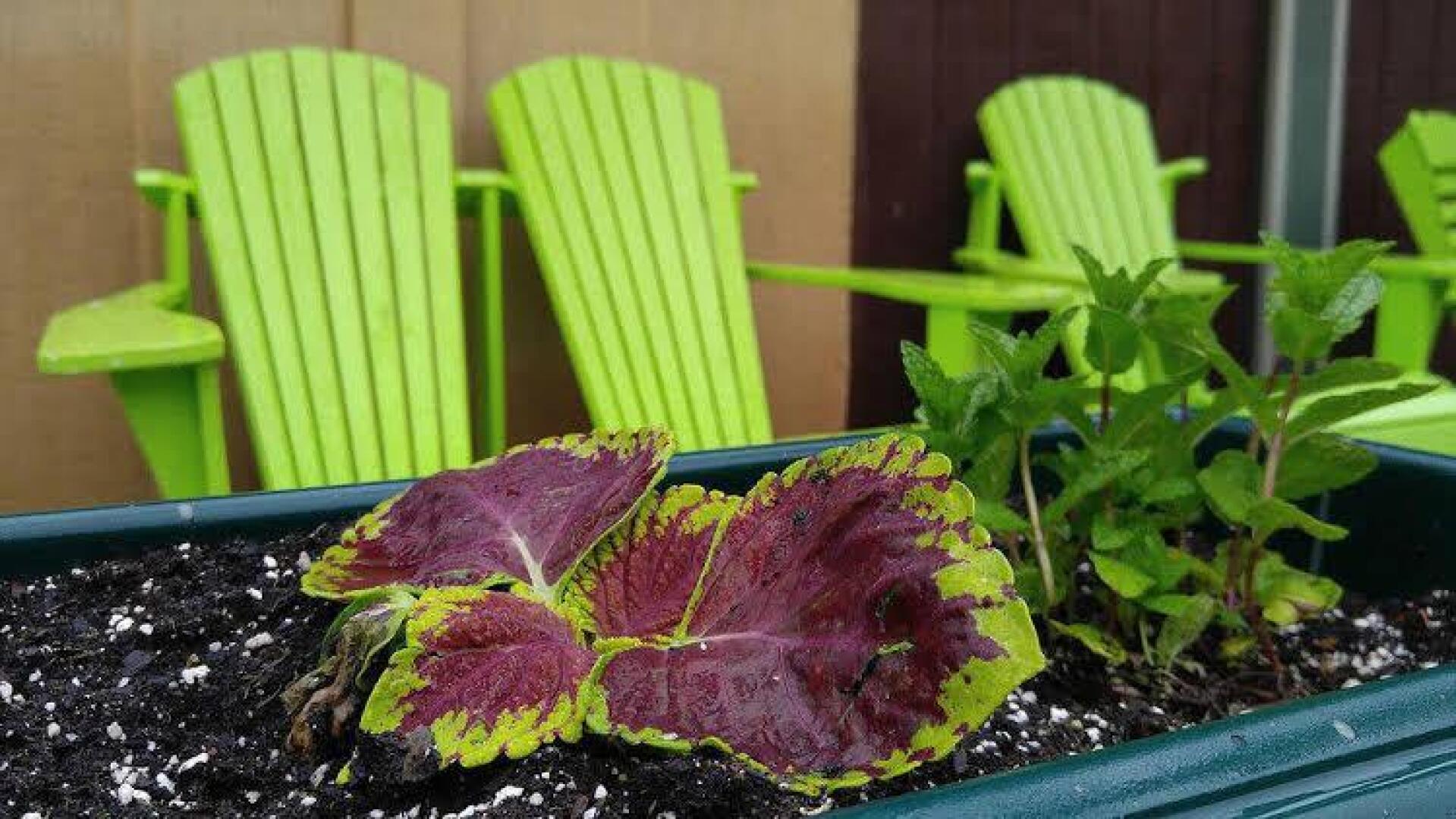 Pine Hill Arms Hotel