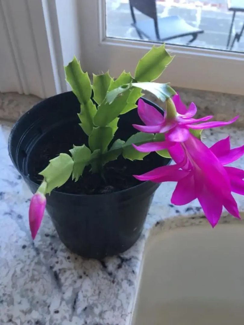 The Mansion at Red Hill