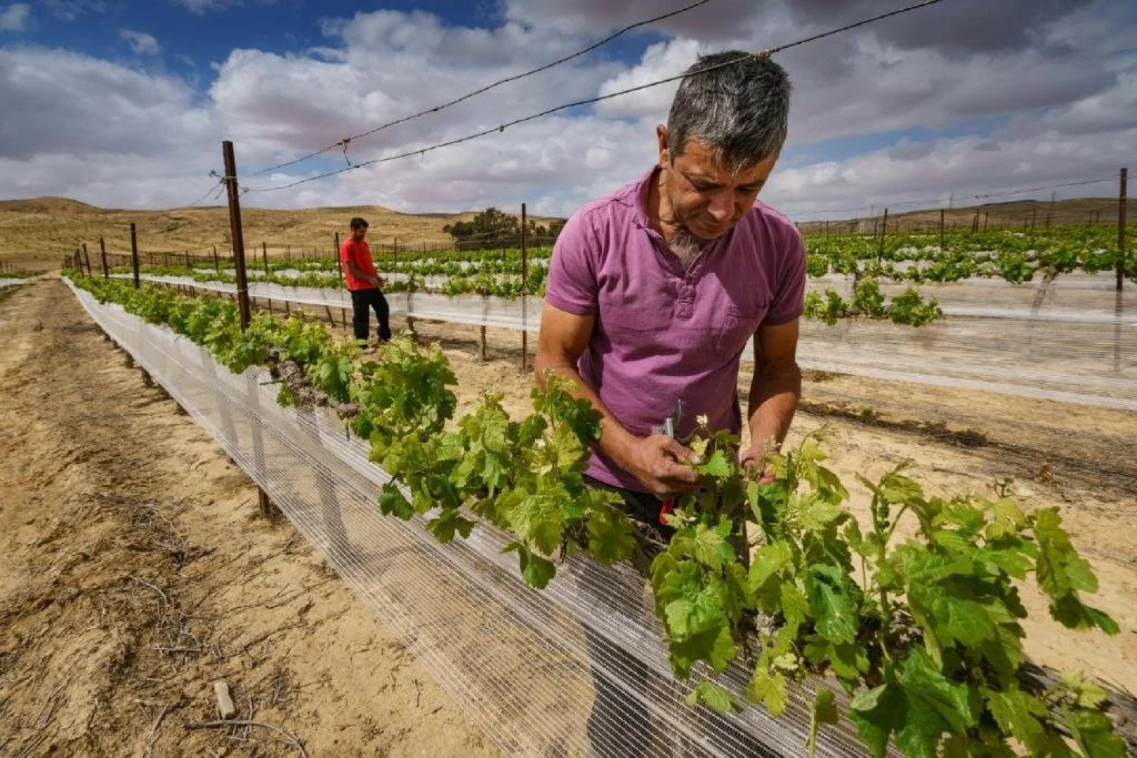 Boker Valley Vineyards Farm