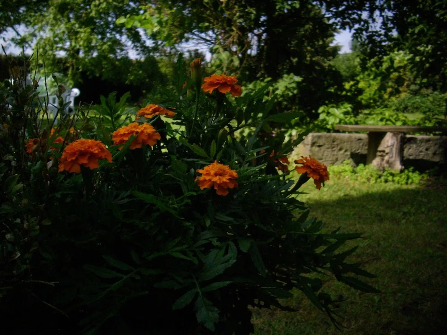 De Reus van Horebeke