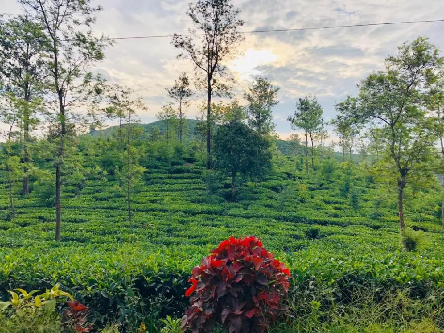 Parisons Plantation Experiences by Abad