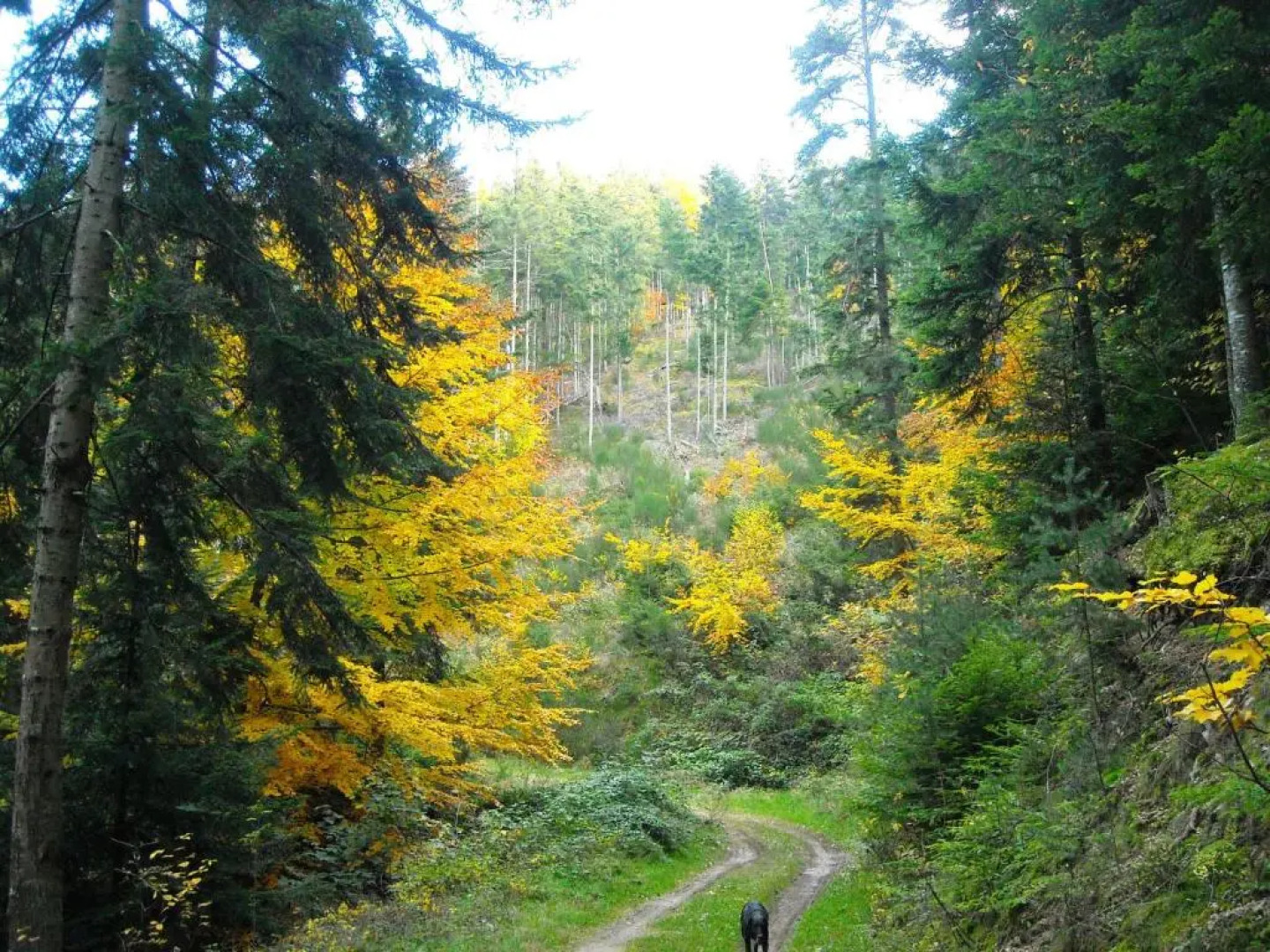 Le Relais De Rochepaule