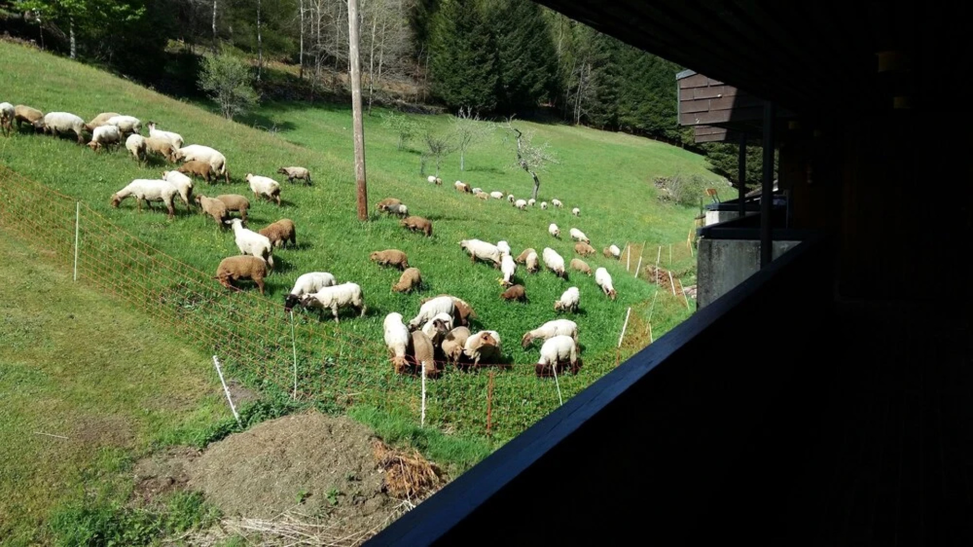 Schwarzwälder Family Resort