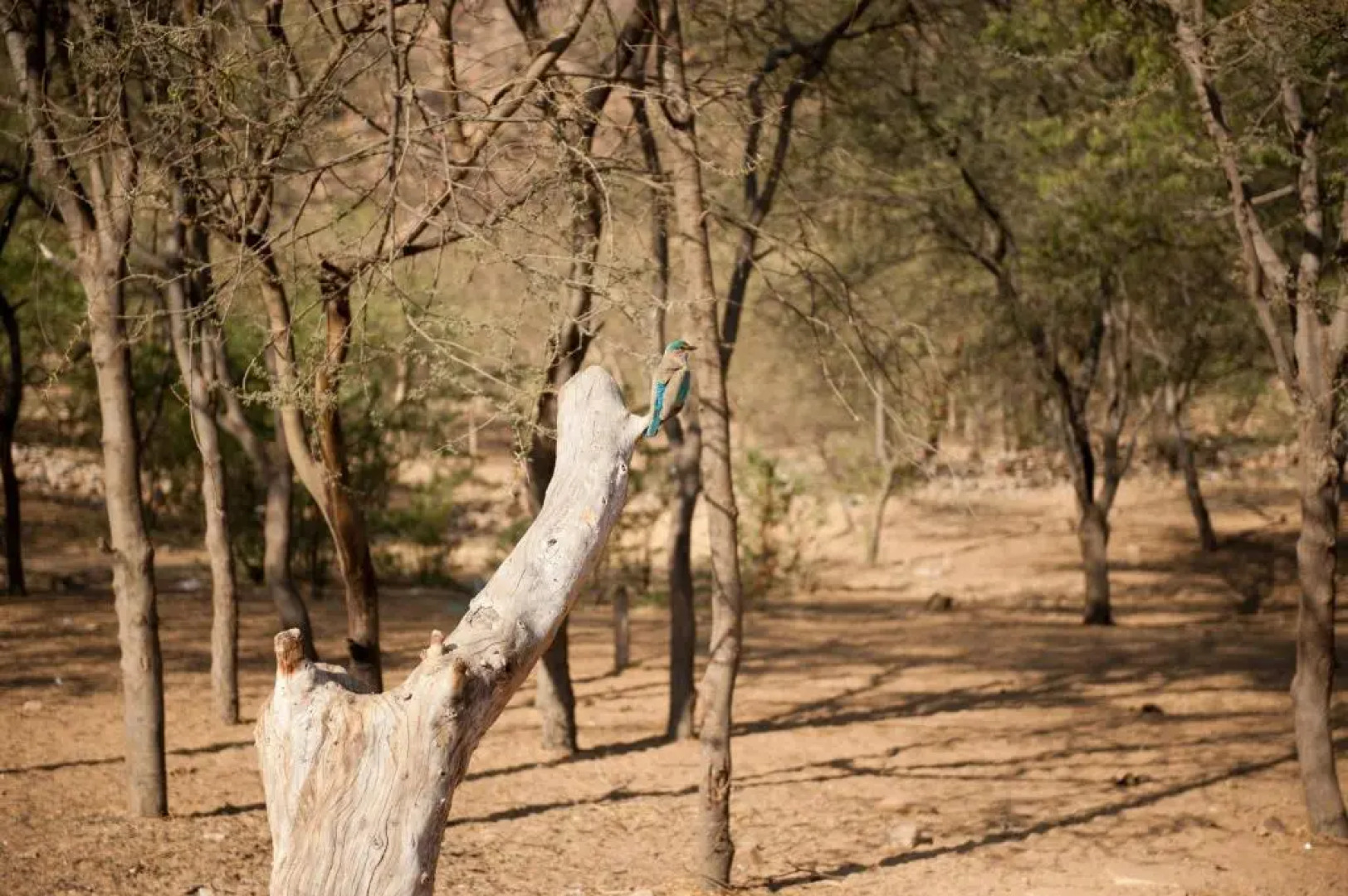 Aaram Baagh by Pachar Group