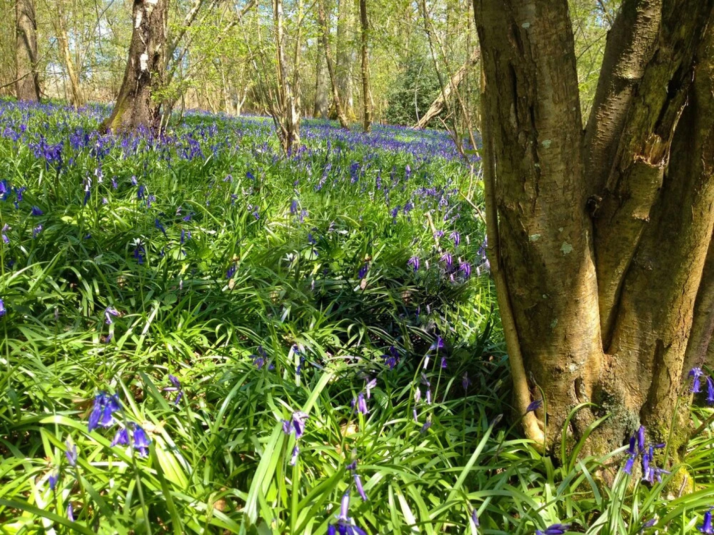 Plaistow Bed & Breakfast