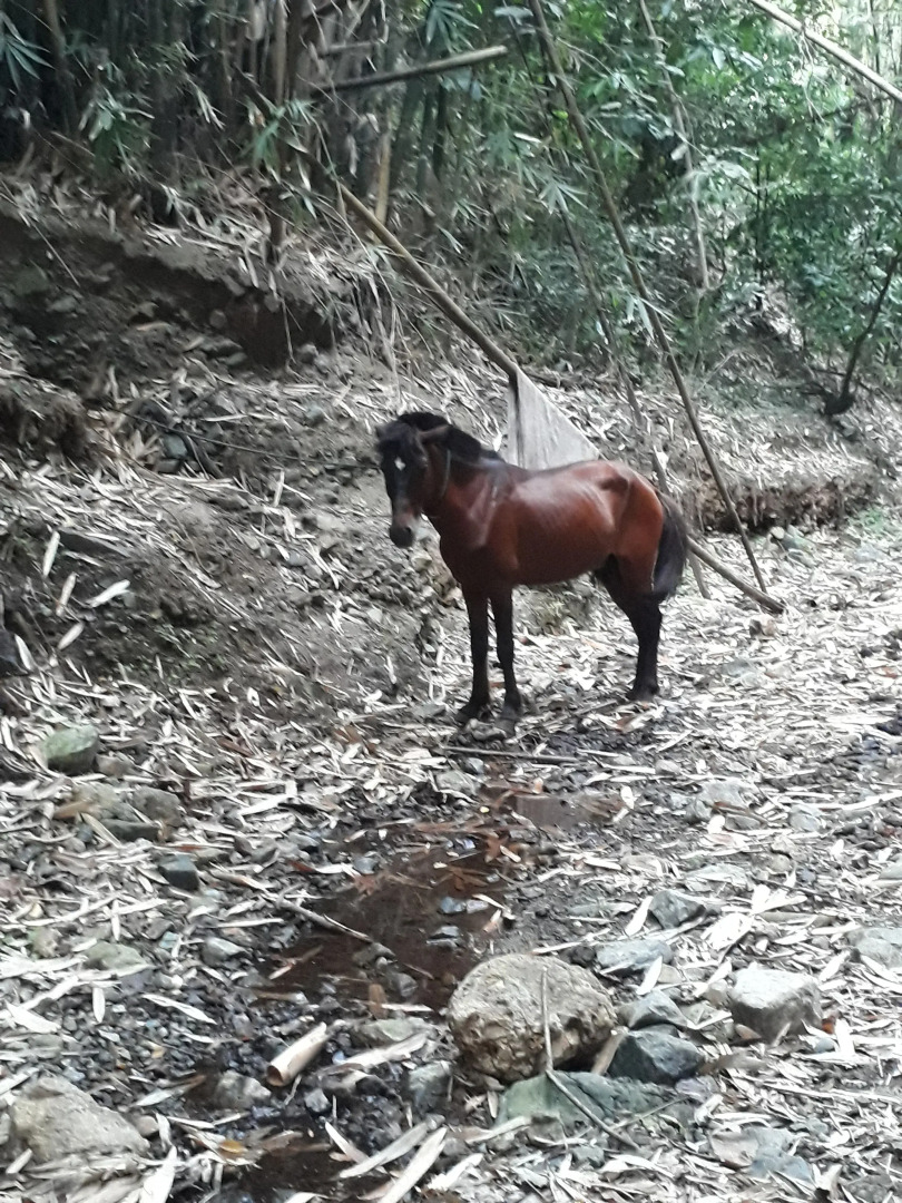 Singalong Nature Camphill Site