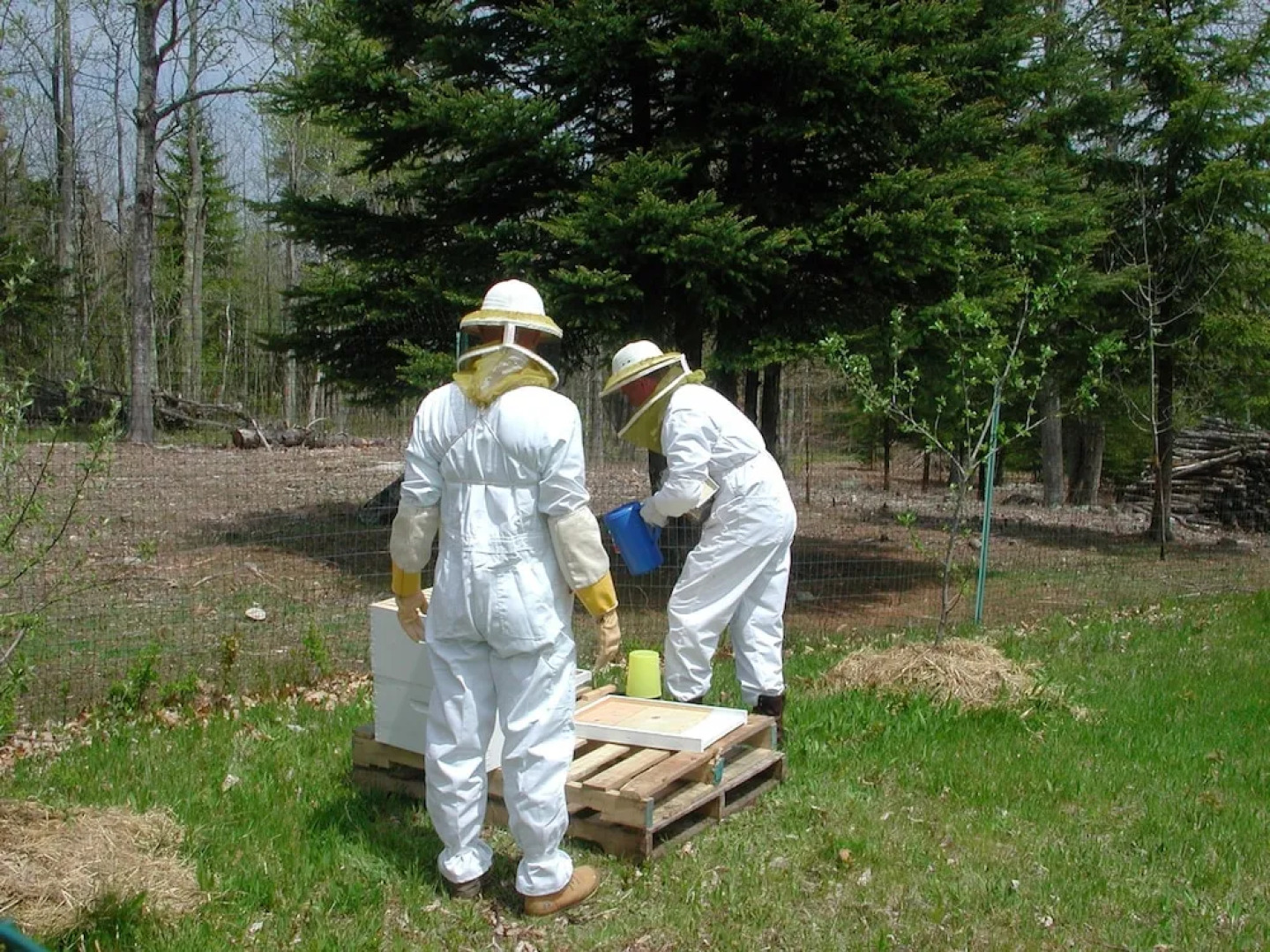 Three Pines Bed and Breakfast