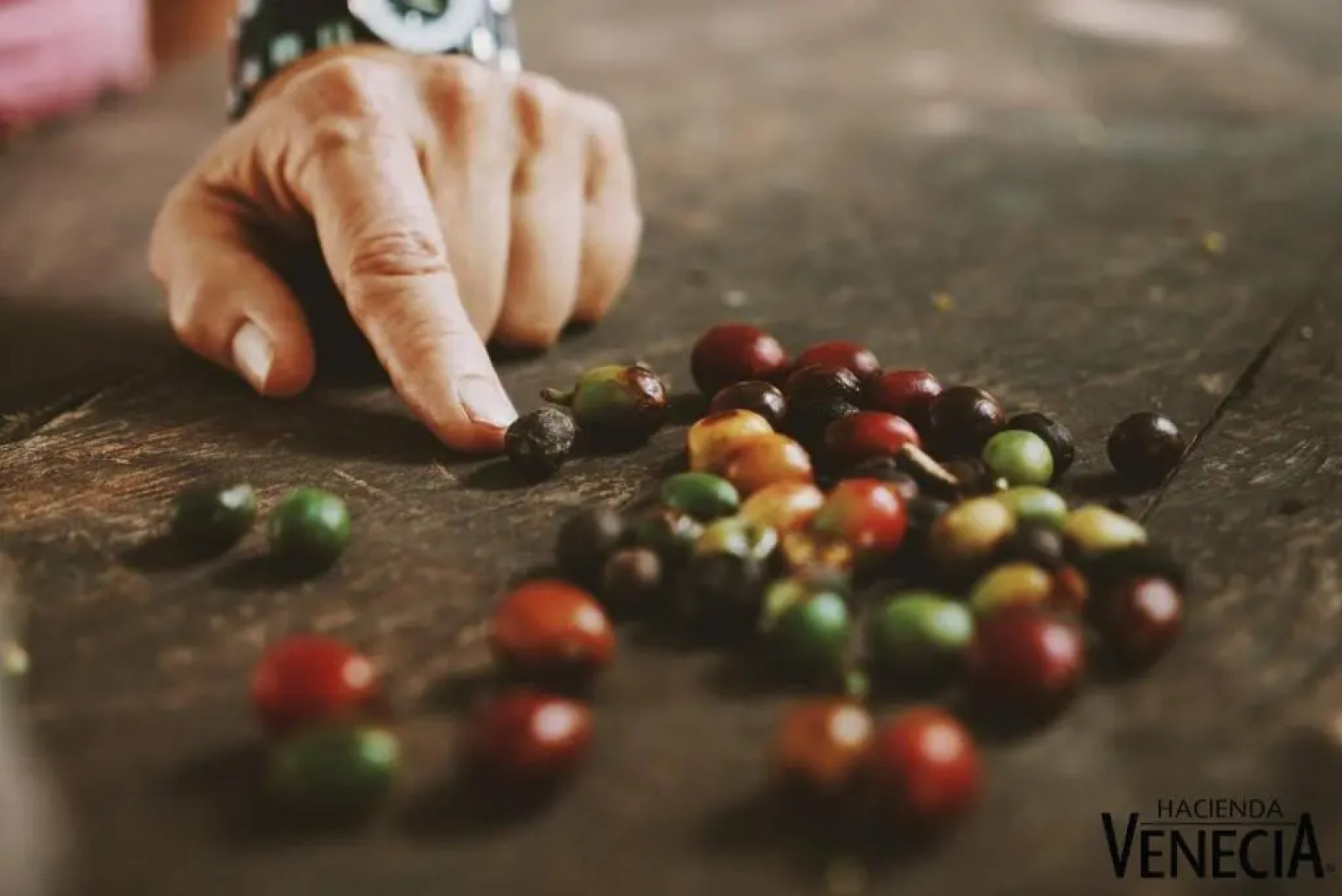 Hacienda Venecia Main House & Coffee Lodge