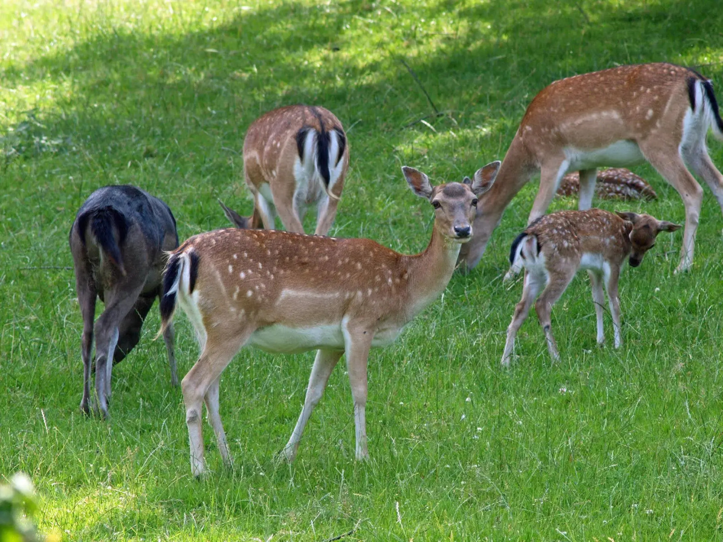 Waldhotel Felsenkeller