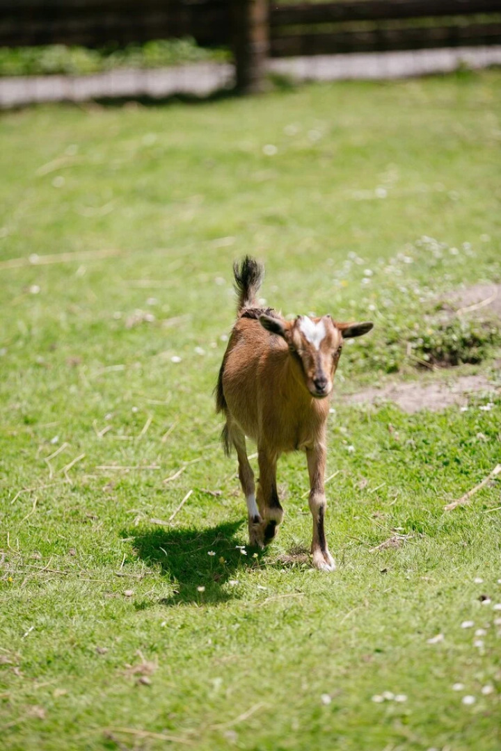 Camping Saint Michel