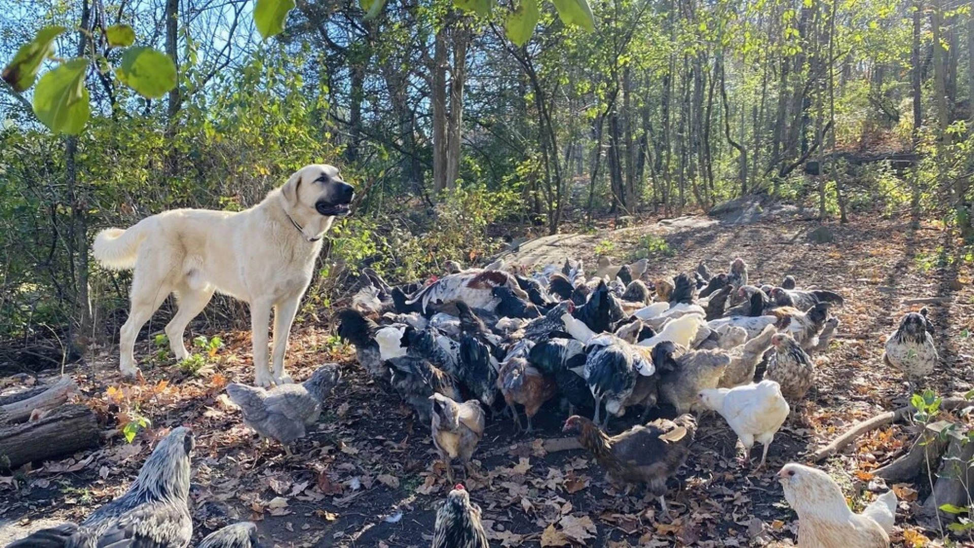The Inn on Lake Champlain