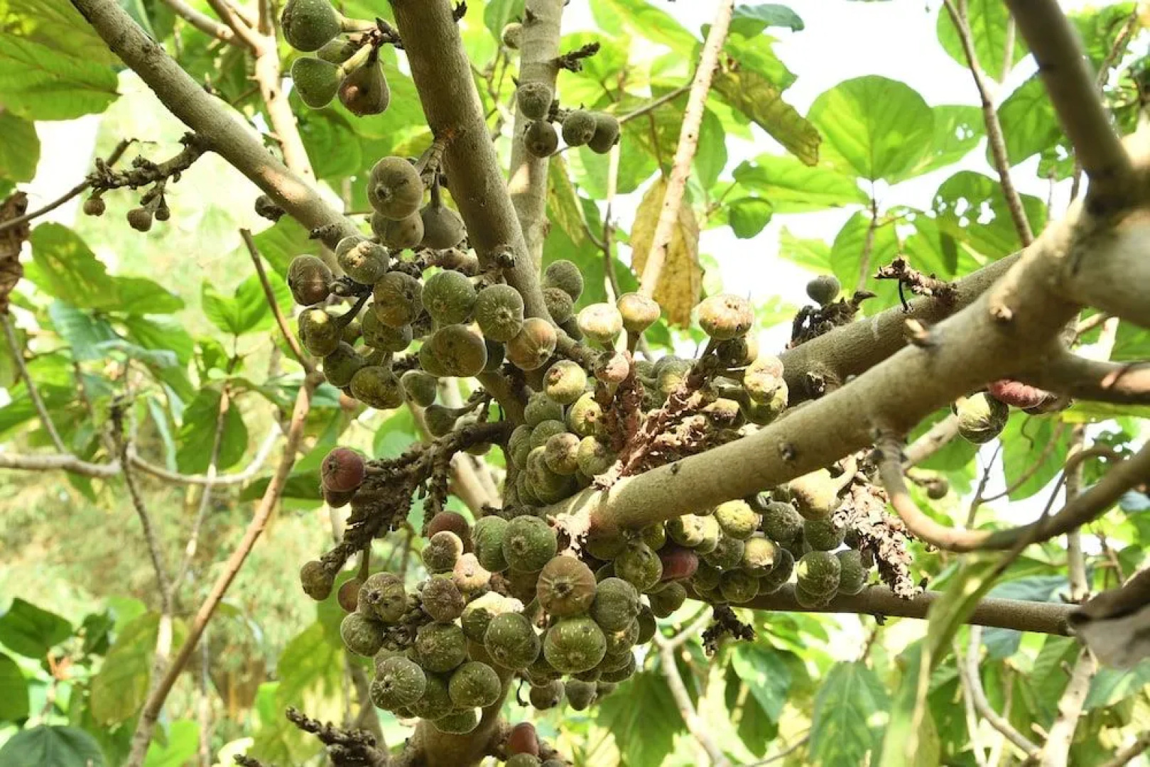 Mekosha Ayurveda Spa Retreat