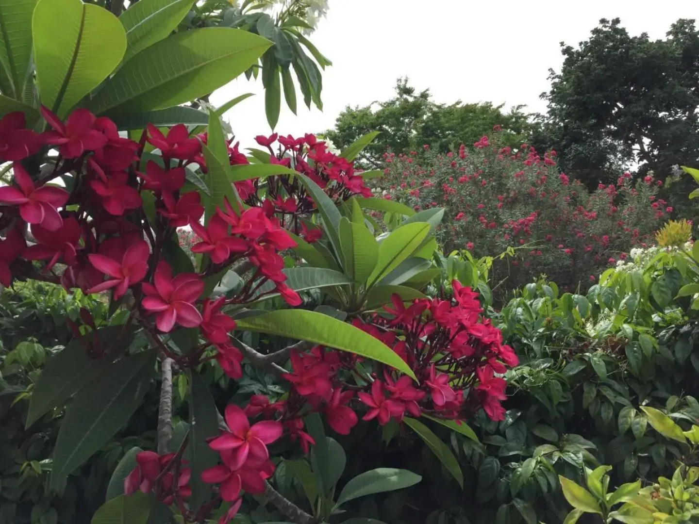 T2 tropical en bord de piscine à 100m de la mer