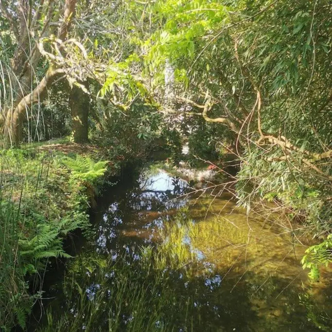 Maison bois au coeur de la nature. 2ha de terrain. Etangs