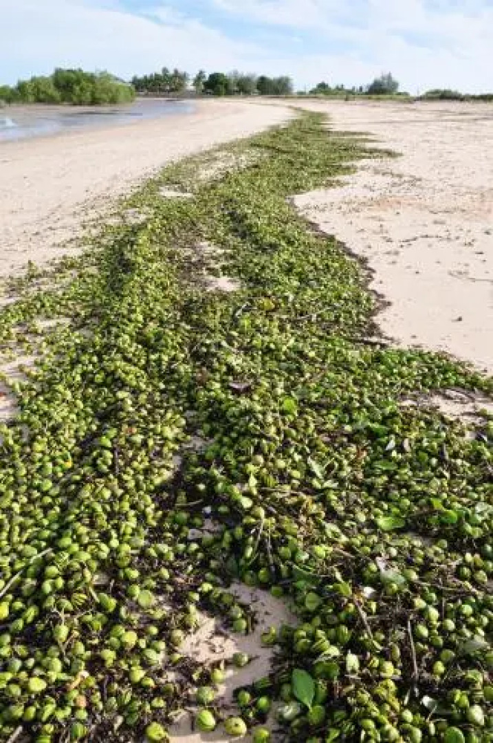 Ash’s Holiday Units