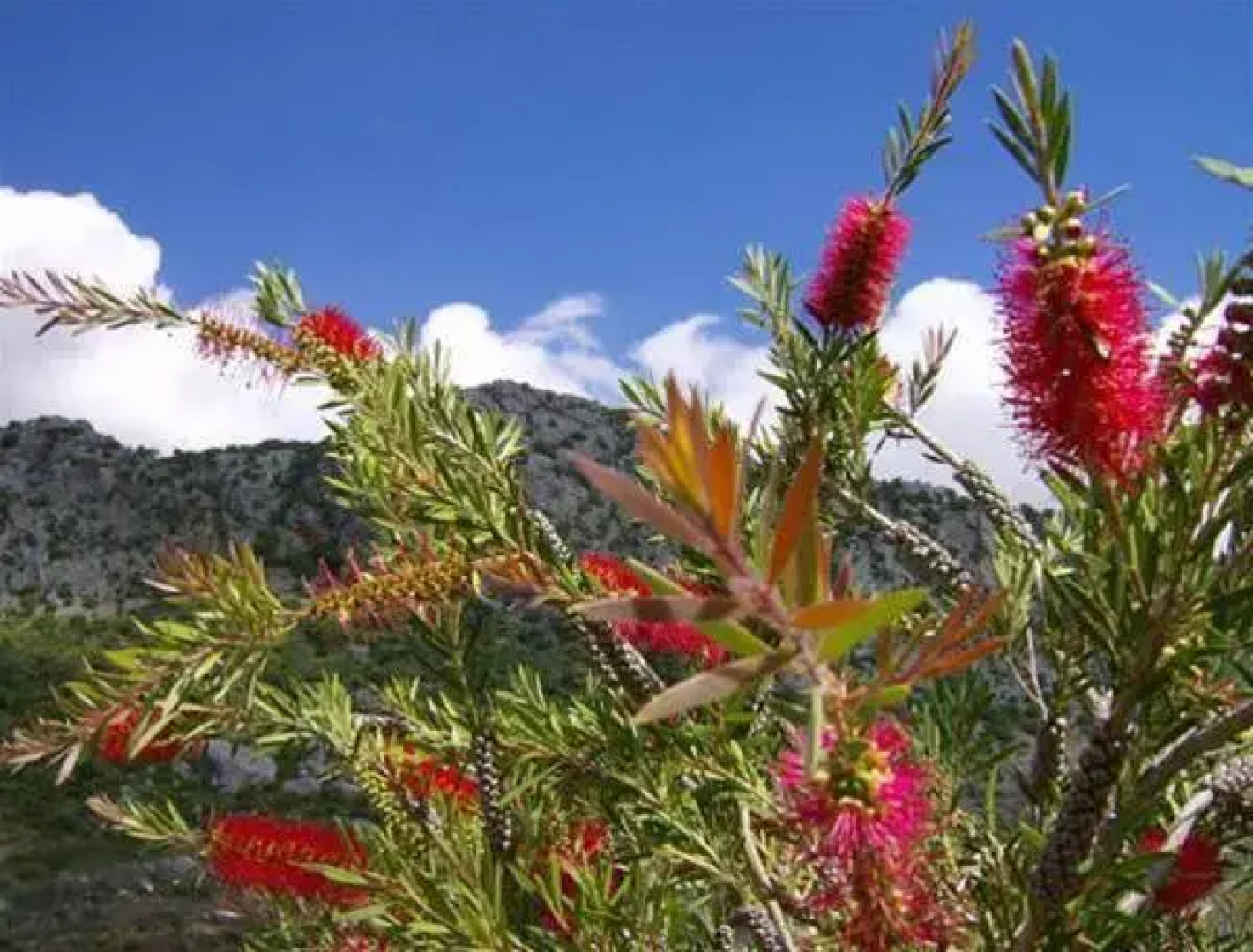 Hotel Rural Dehesilla