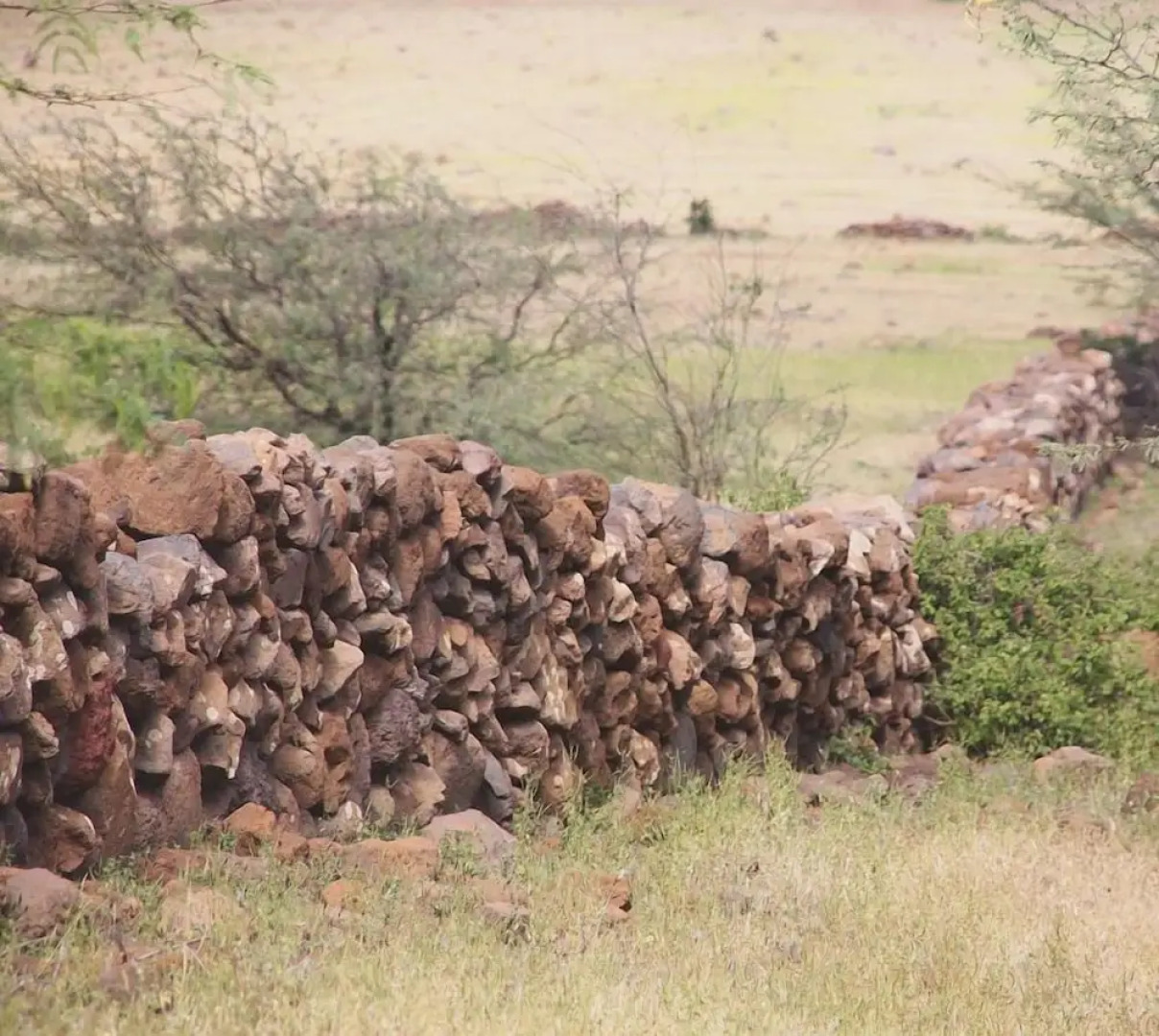 Farinha de Pau - Eco Rural Project