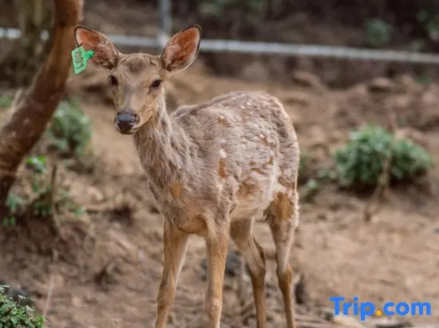 Pu'er Tea Garden Resort Hotel(Pu'er Tea Expo Garden)