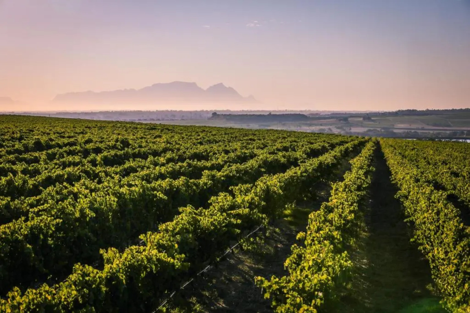 Lyngrove Wines & Guesthouse