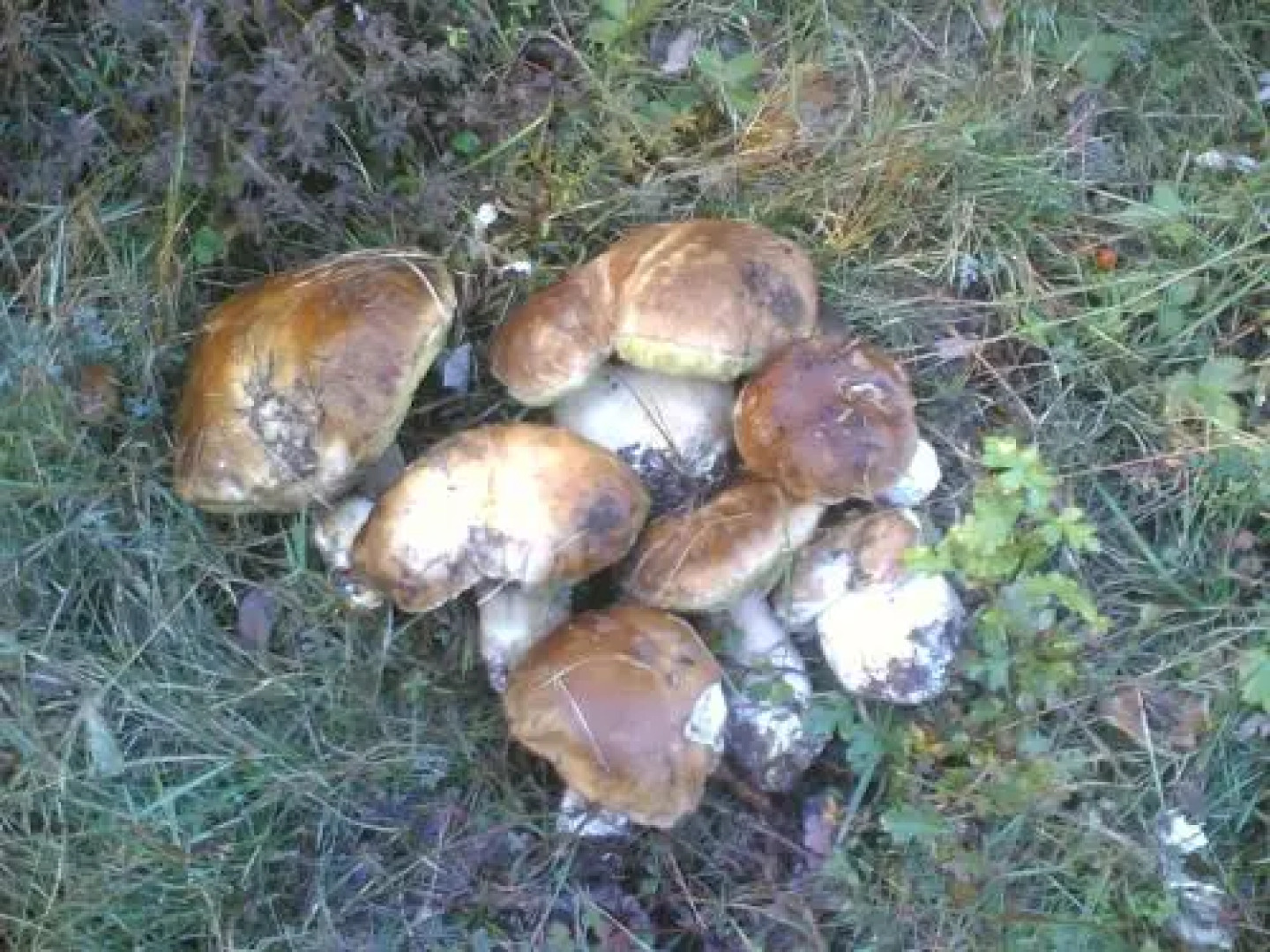 Albergo Ristorante Guerri