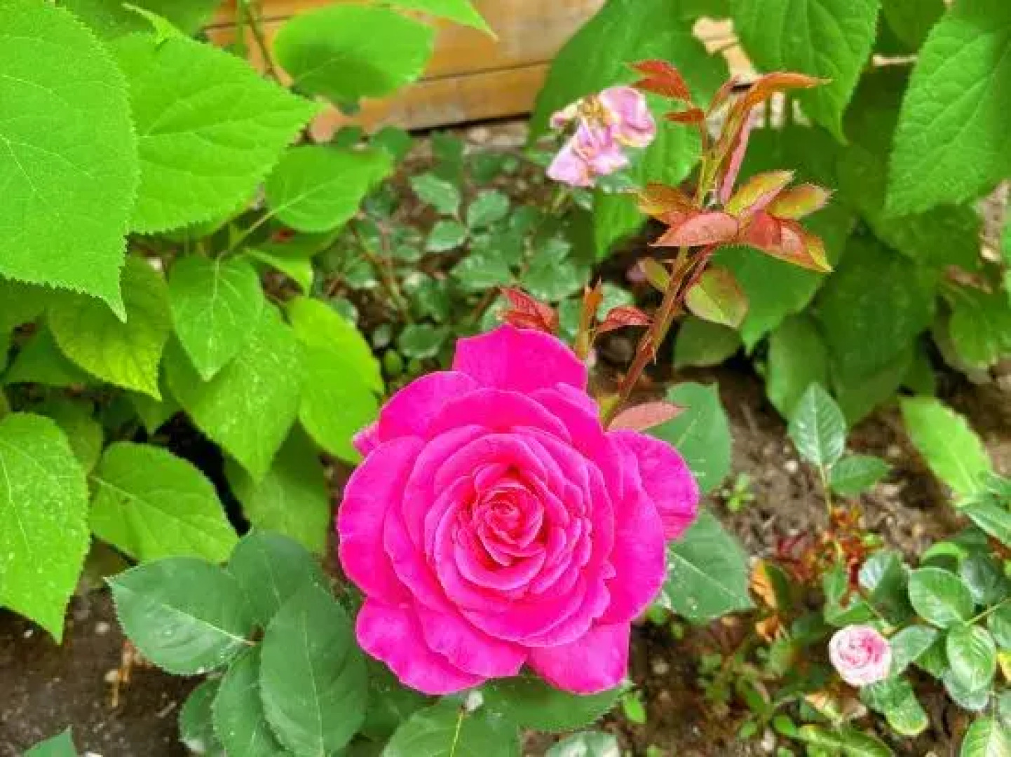 Turks xiangmo Homestay (Lijie Branch)