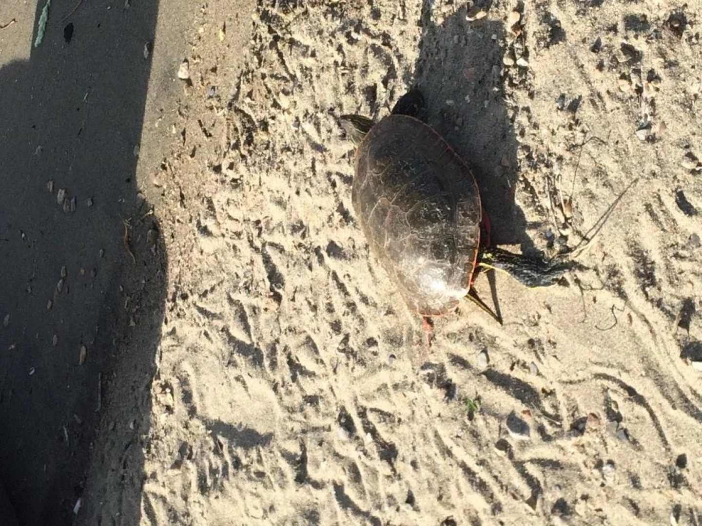 Kokanee Beach Resort Motel