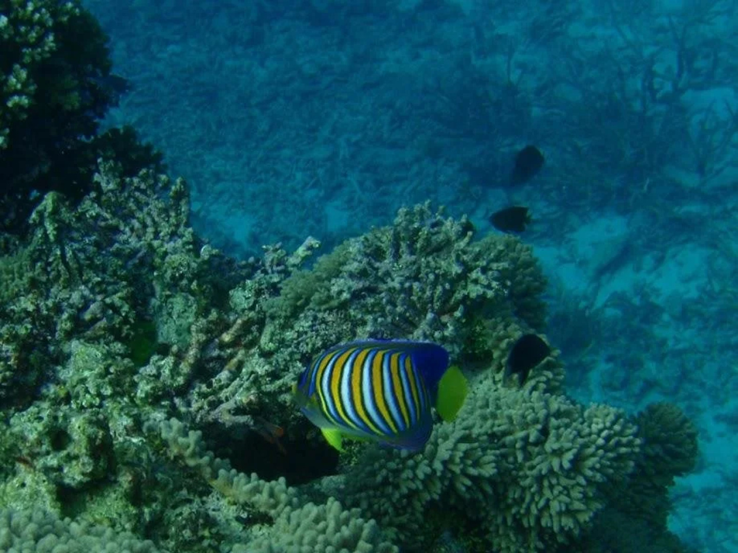 Naigani Island Resort