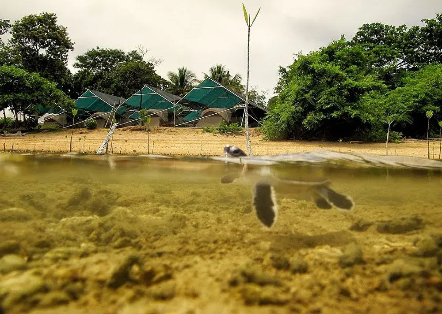 Walai Penyu Resort - Campground