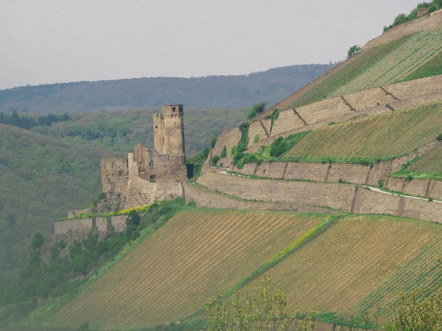 Rheinufer am Hindenburgpark