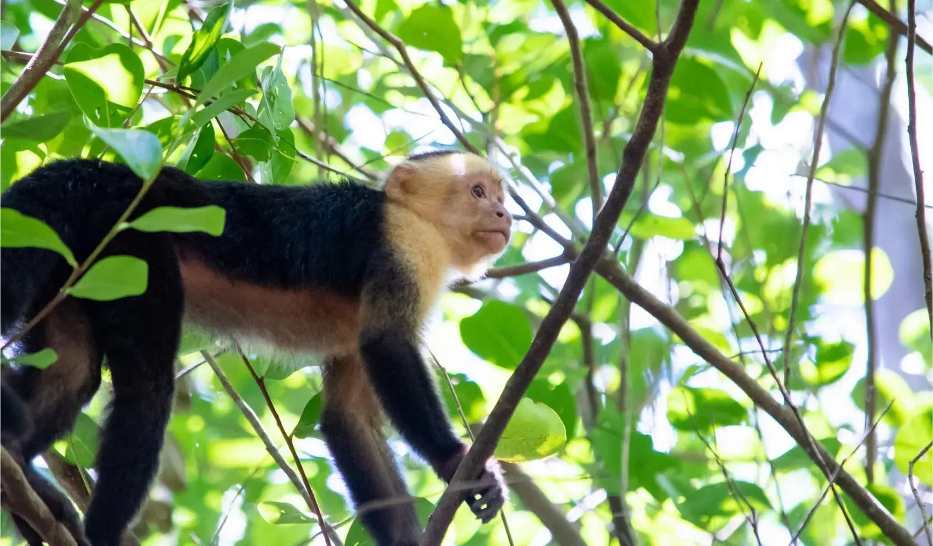 Isla Chiquita Glamping Hotel