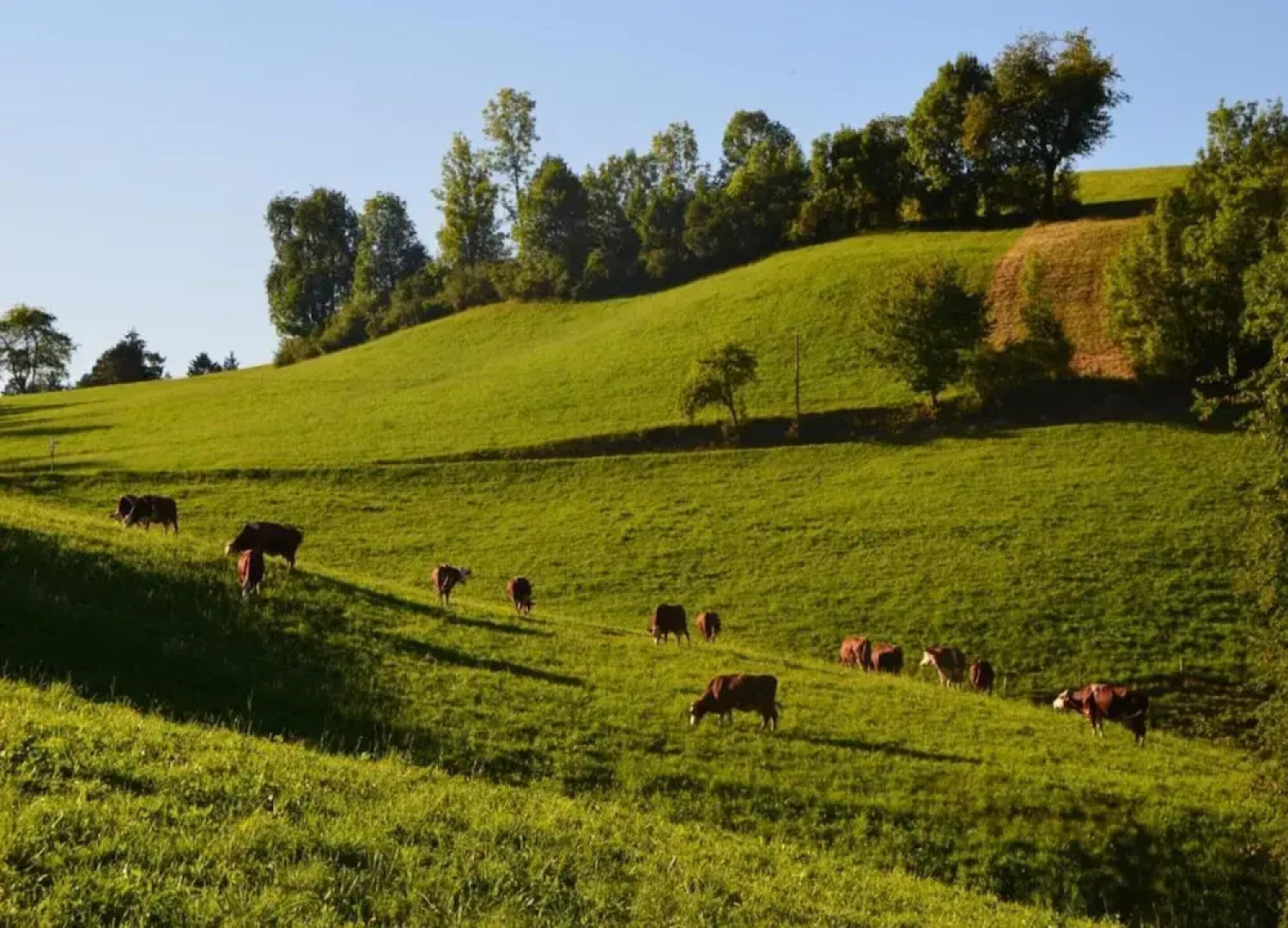 Cosy Farmhouse Apartment at the Edge of the Forest