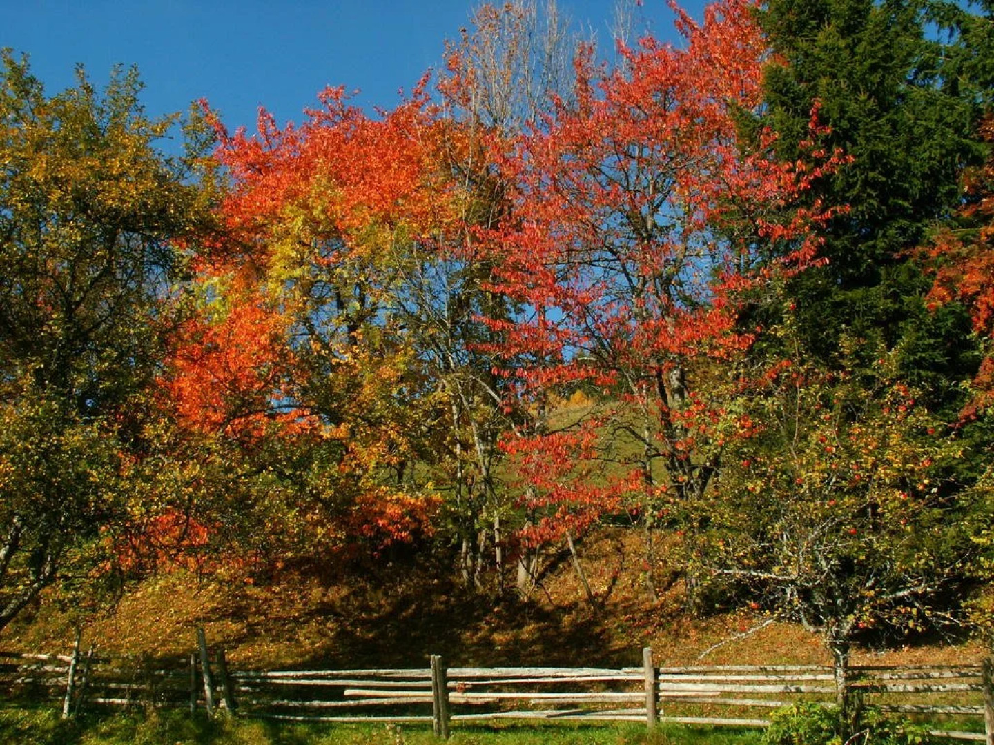 Familienhotel und Reiterparadies Ponyhof