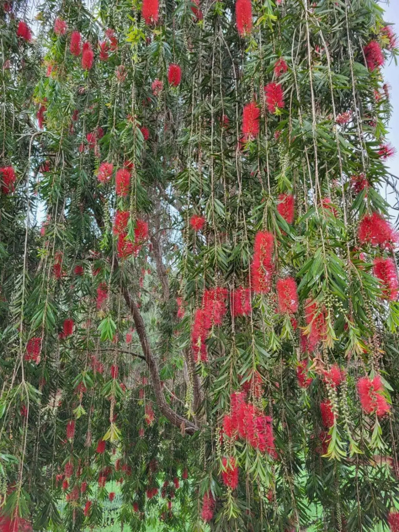 Two bedroom apartment, with balcony