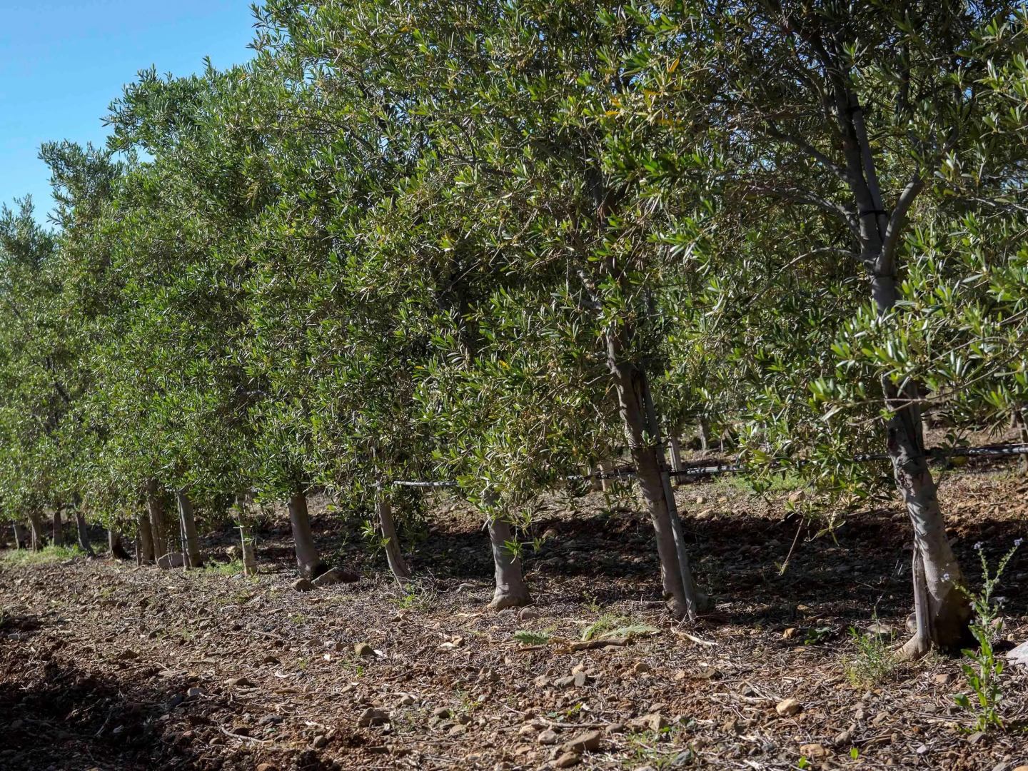 Novotel Perpignan Nord Rivesaltes