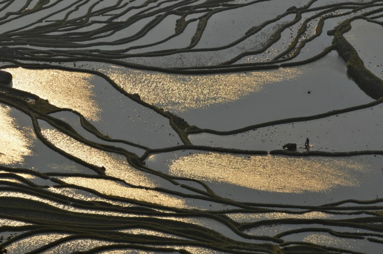 Plants and Flowers.YSTS