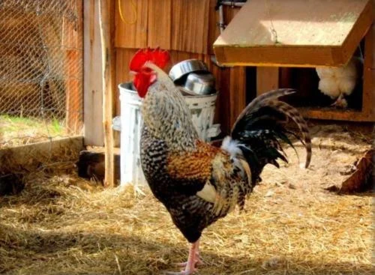 Teepee Meadows Guest Cottages