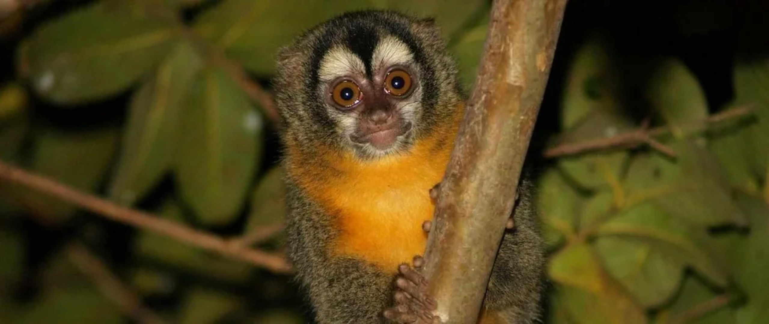 Pousada Do Rio Mutum