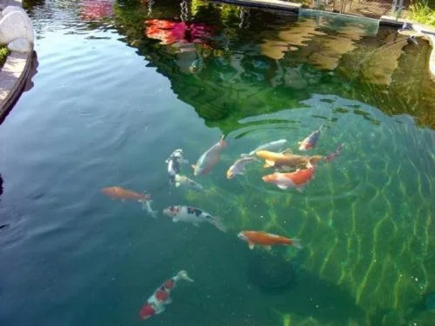 Hotel Restaurant Koi-Gartenteich