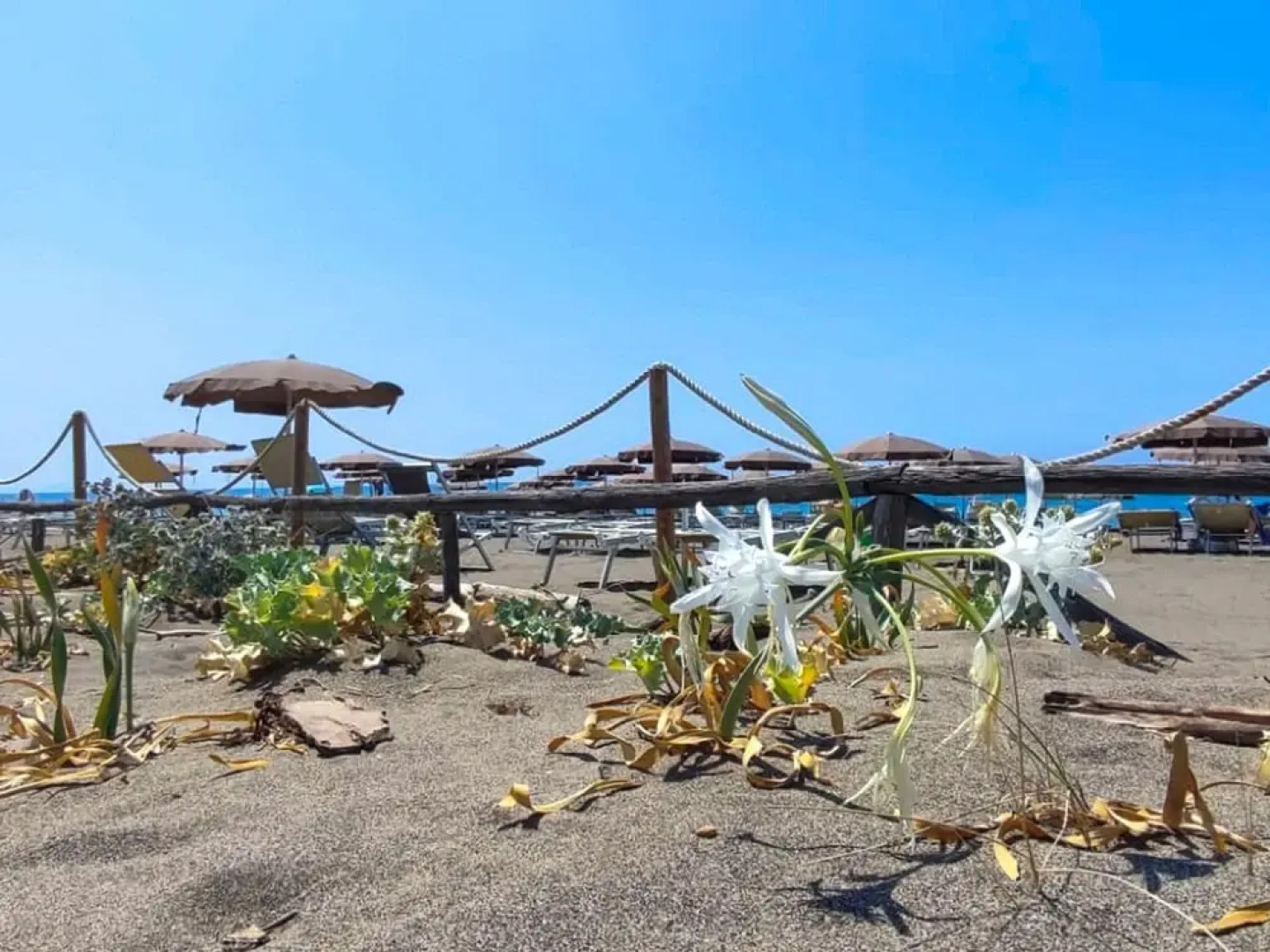 Ostro Marina di Bibbona